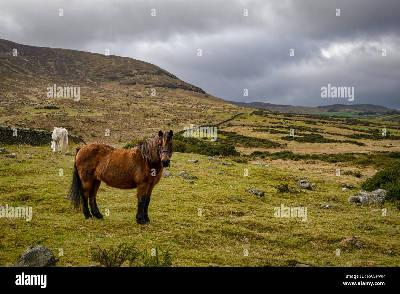 Il s'agit d'une photo d'un cheval brun et blanc dans les montagnes de Mourne de l'Irlande du Nord Banque D'Images