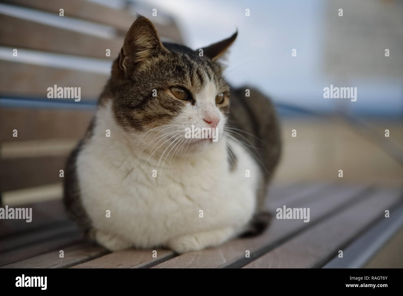 Sweet Cute cat siège au banc en bois close up Banque D'Images