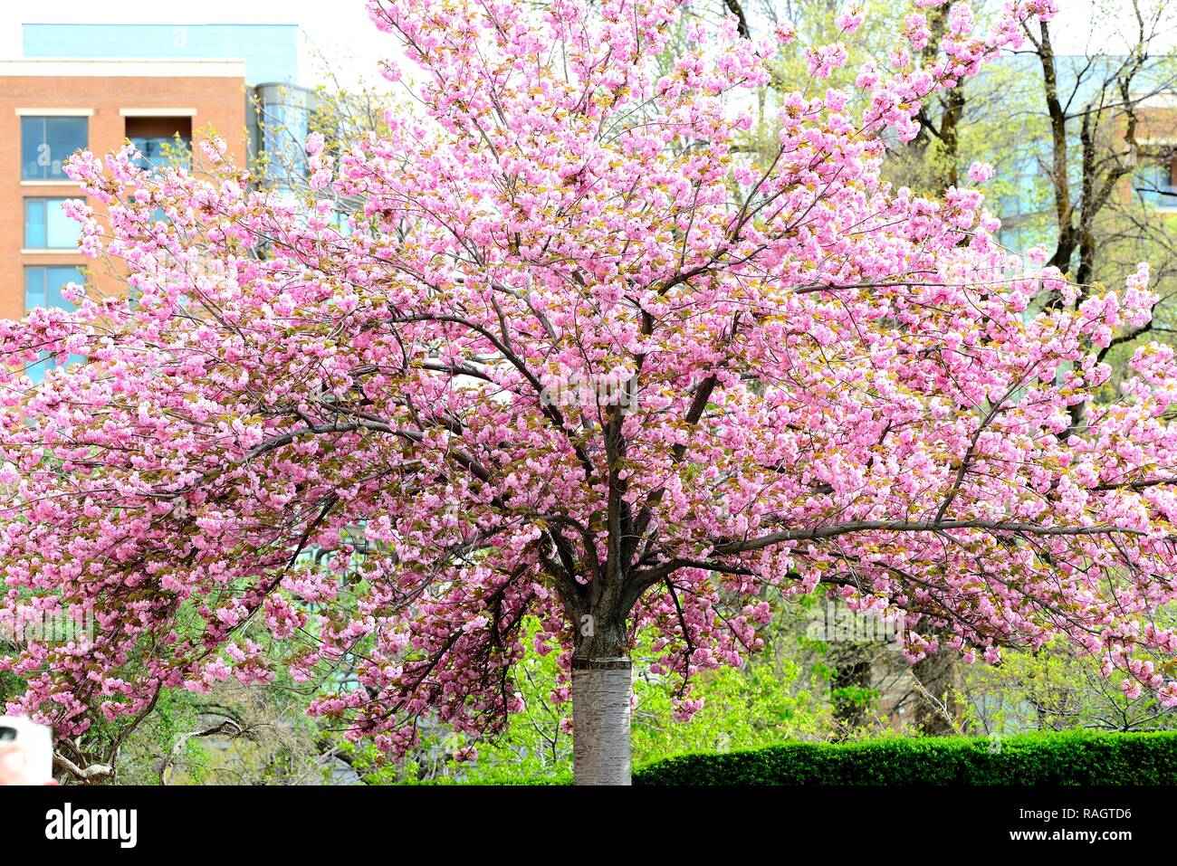 Le japonais Cerisier en fleurs Banque D'Images