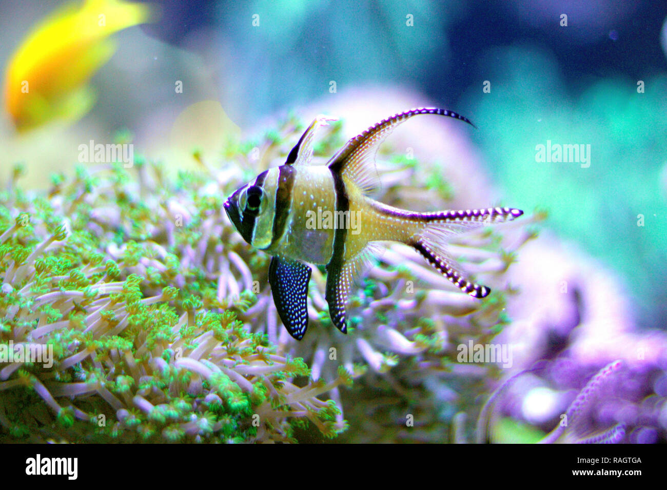 Scieries de kauderni (Pterapogon kauderni) dans un aquarium marin. Banque D'Images