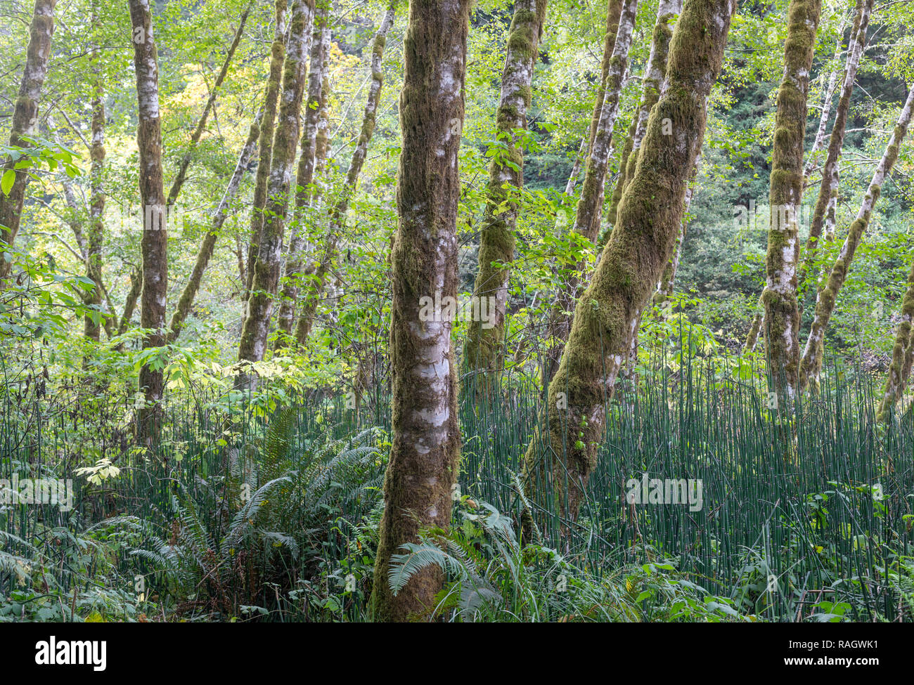 Alnus rubra Banque de photographies et d’images à haute résolution - Alamy
