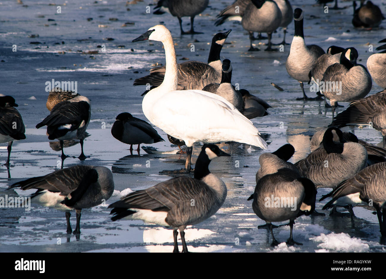 Swan, d'oies et de canards sur la rivière Bow, à Calgary Banque D'Images