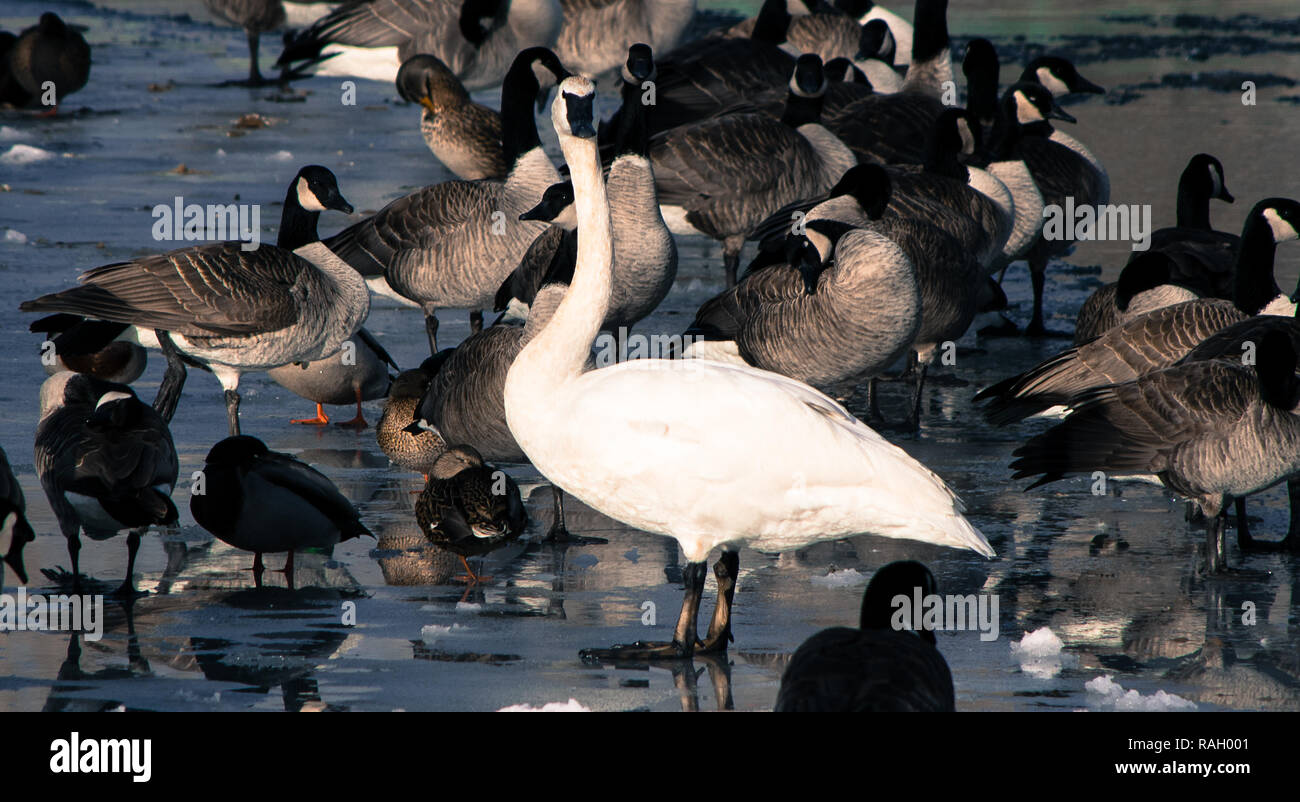 Swan, d'oies et de canards sur la rivière Bow, à Calgary Banque D'Images