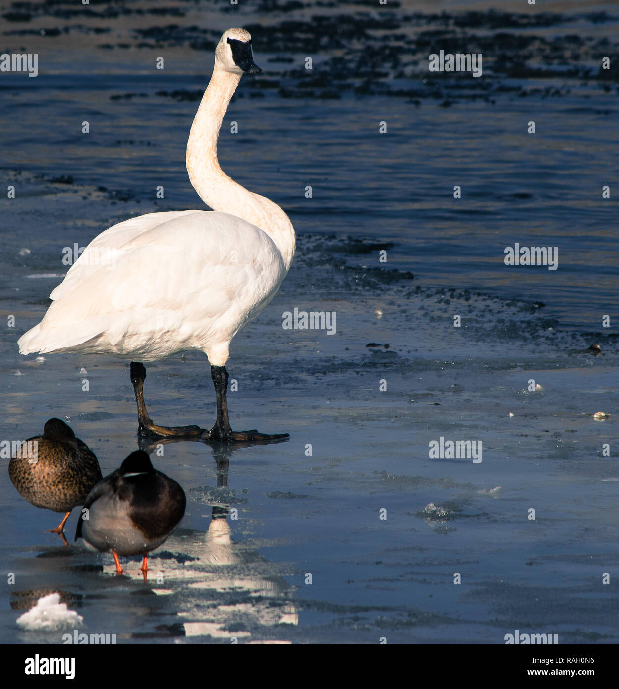 Swan, d'oies et de canards sur la rivière Bow, à Calgary Banque D'Images