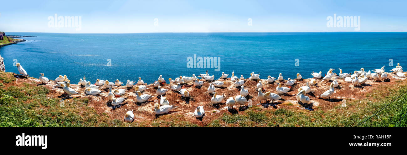 Littoral, Helgoland, Allemagne Banque D'Images