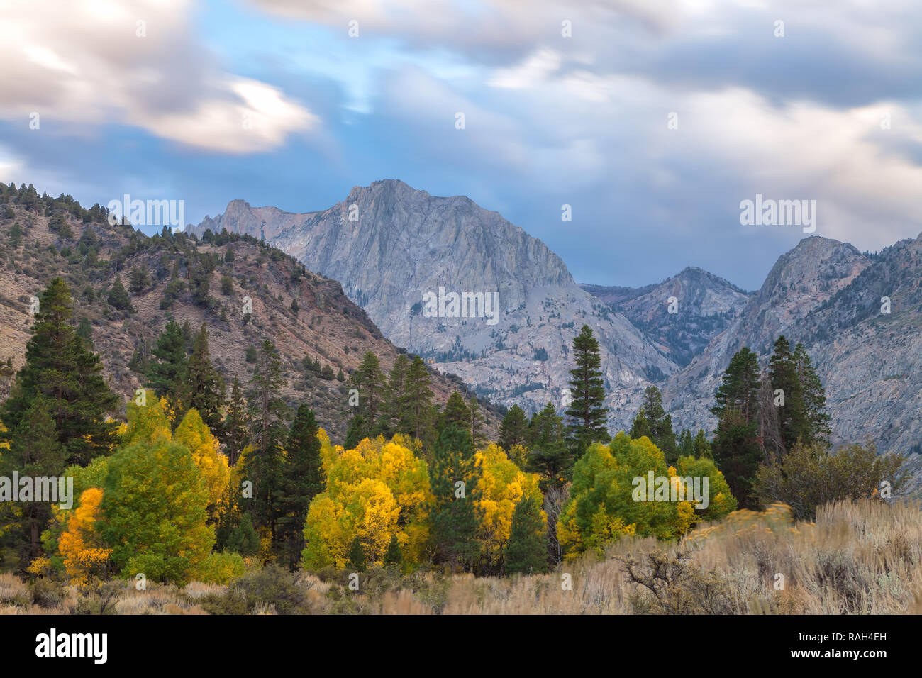 Trembles au début de l'automne feuillage, avec le pic Carson en arrière-plan, Boucle du lac Juin Juin, Lake, California, United States. Banque D'Images