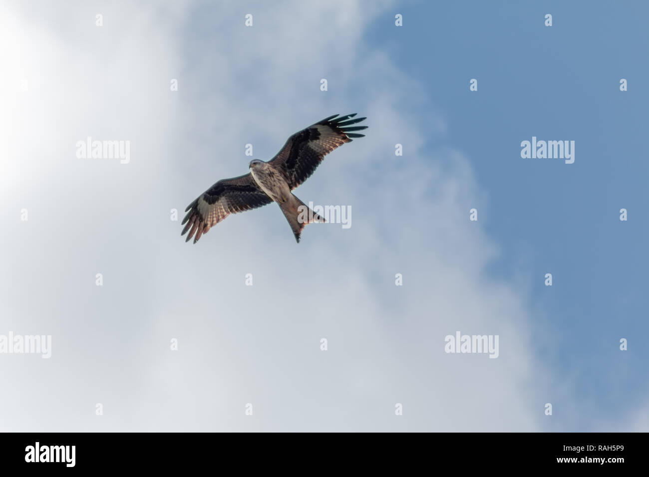 Oiseau de proie - cerf-volant dans le ciel Banque D'Images