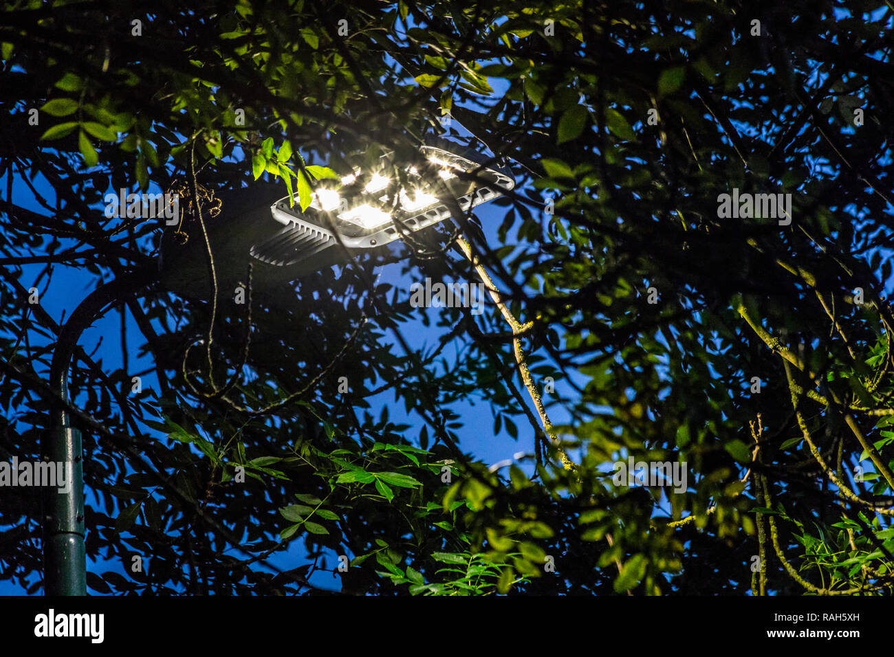 Eclairage public LED haute intensité et l'éblouissement de la lumière sur  le feuillage, la répartition de la lumière de LED Lambertian puce luminaire  module exposés Photo Stock - Alamy