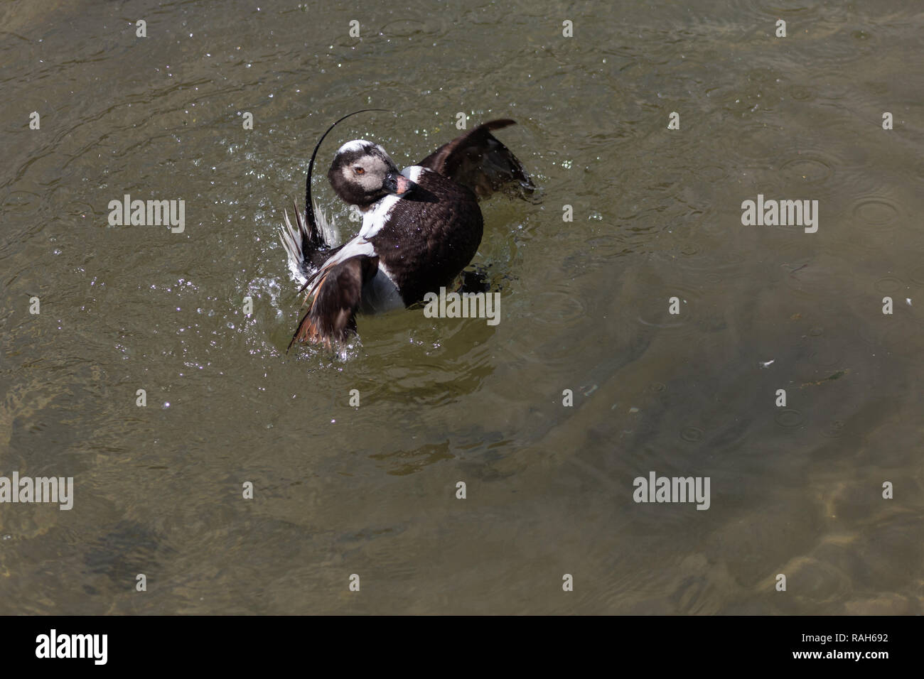 Canard long islandais splashing in water Banque D'Images