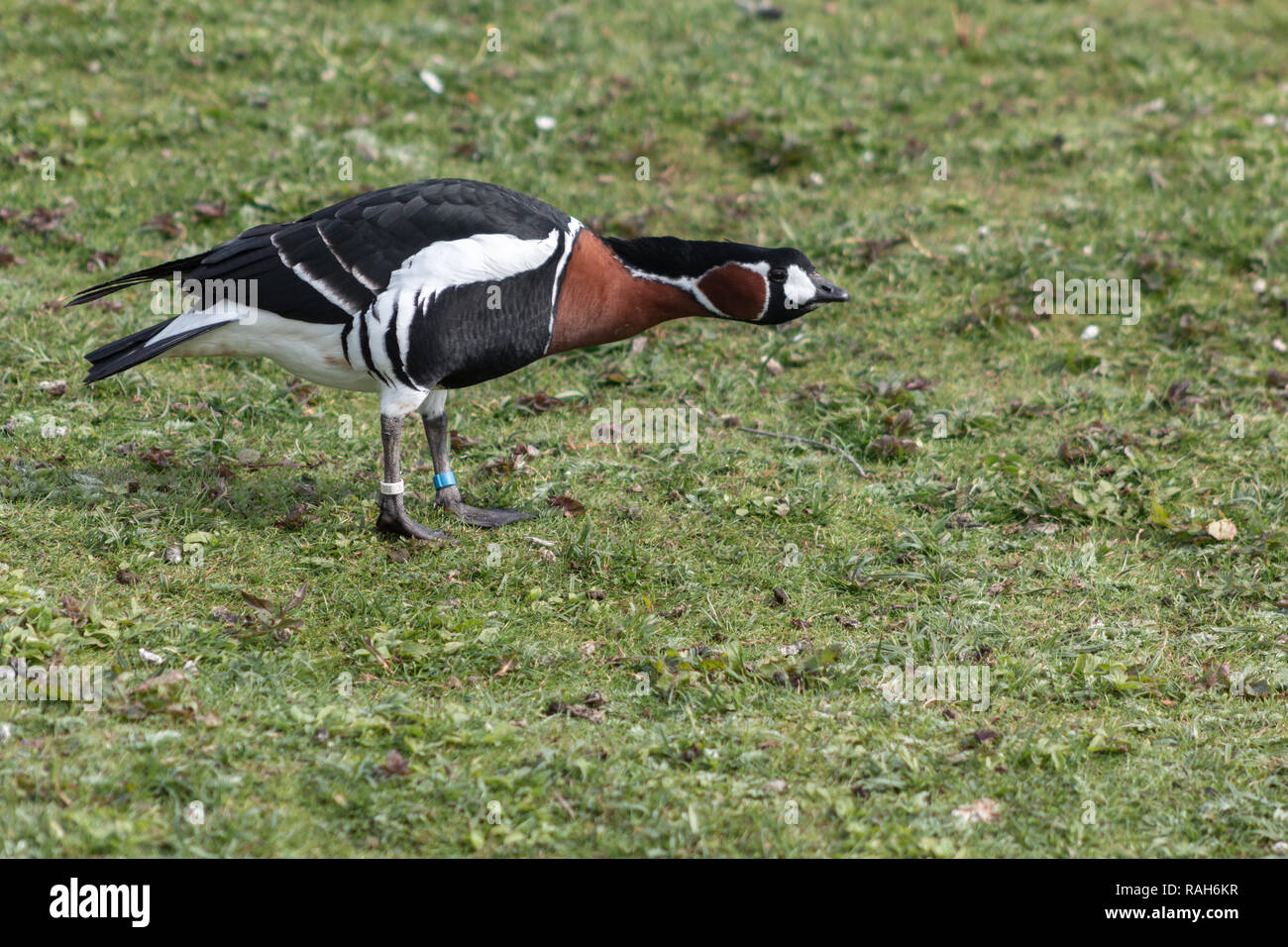 Le canard arlequin étend sa tête Banque D'Images