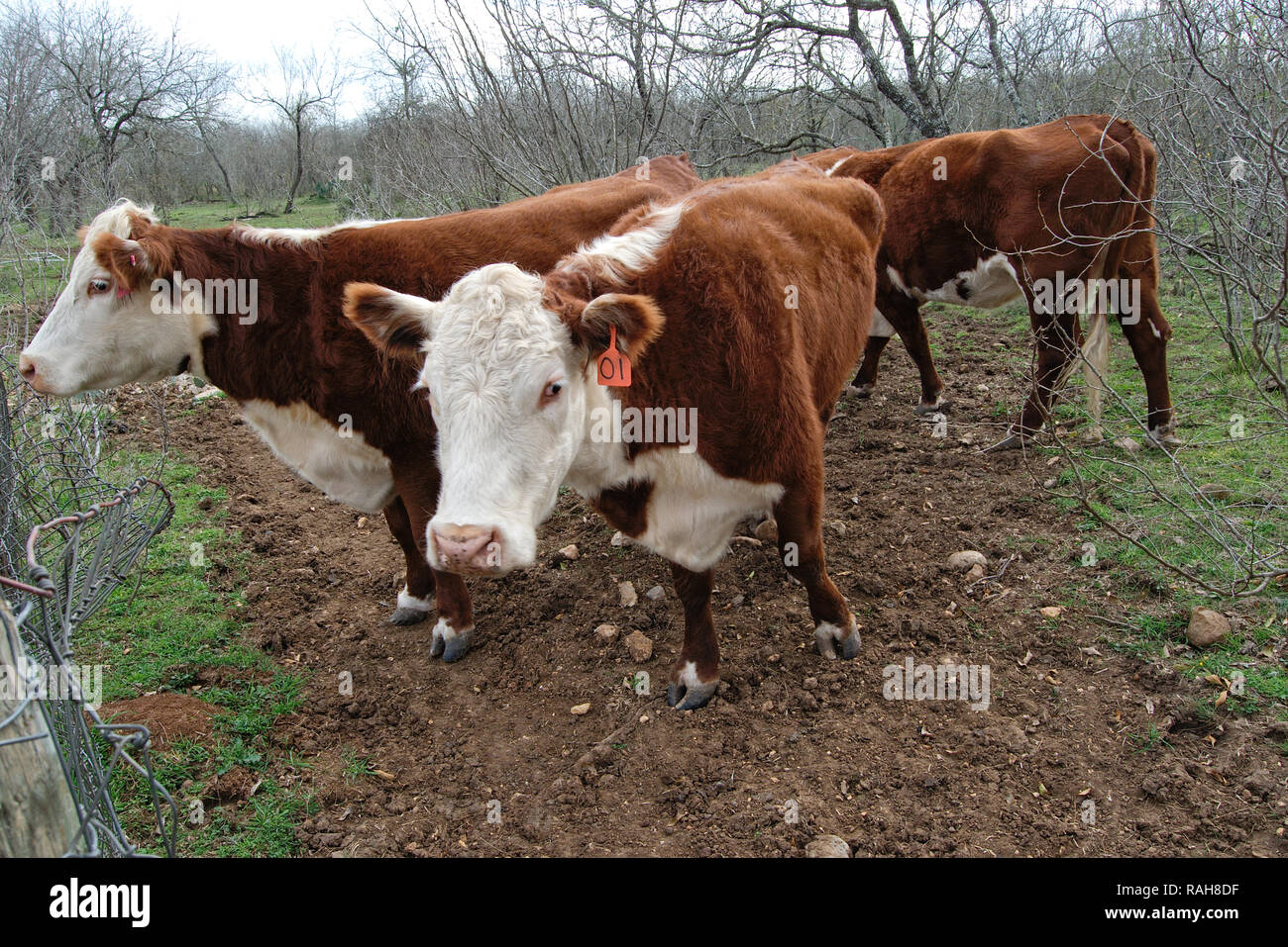 Burford vaches, bovins dans le pays rural ranch ferme. Banque D'Images