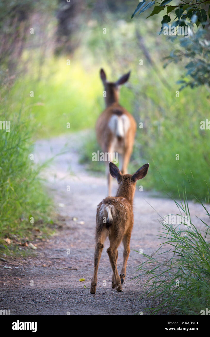Le cerf mulet fraie après que la mère marche le long d'un sentier de sanctuaire de la faune (Odocoileus hemionus) Banque D'Images