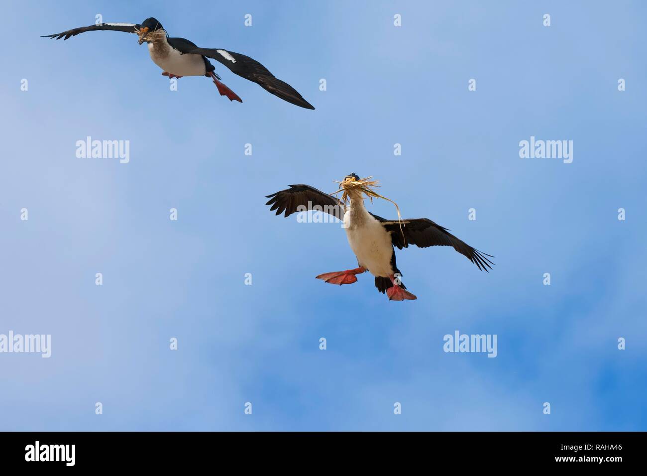 Imperial Shag, anciennement Blue-eyed ou Roi Cormorant (Phalacrocorax atriceps) voler avec le matériel du nid, l'Île Nouvelle Banque D'Images