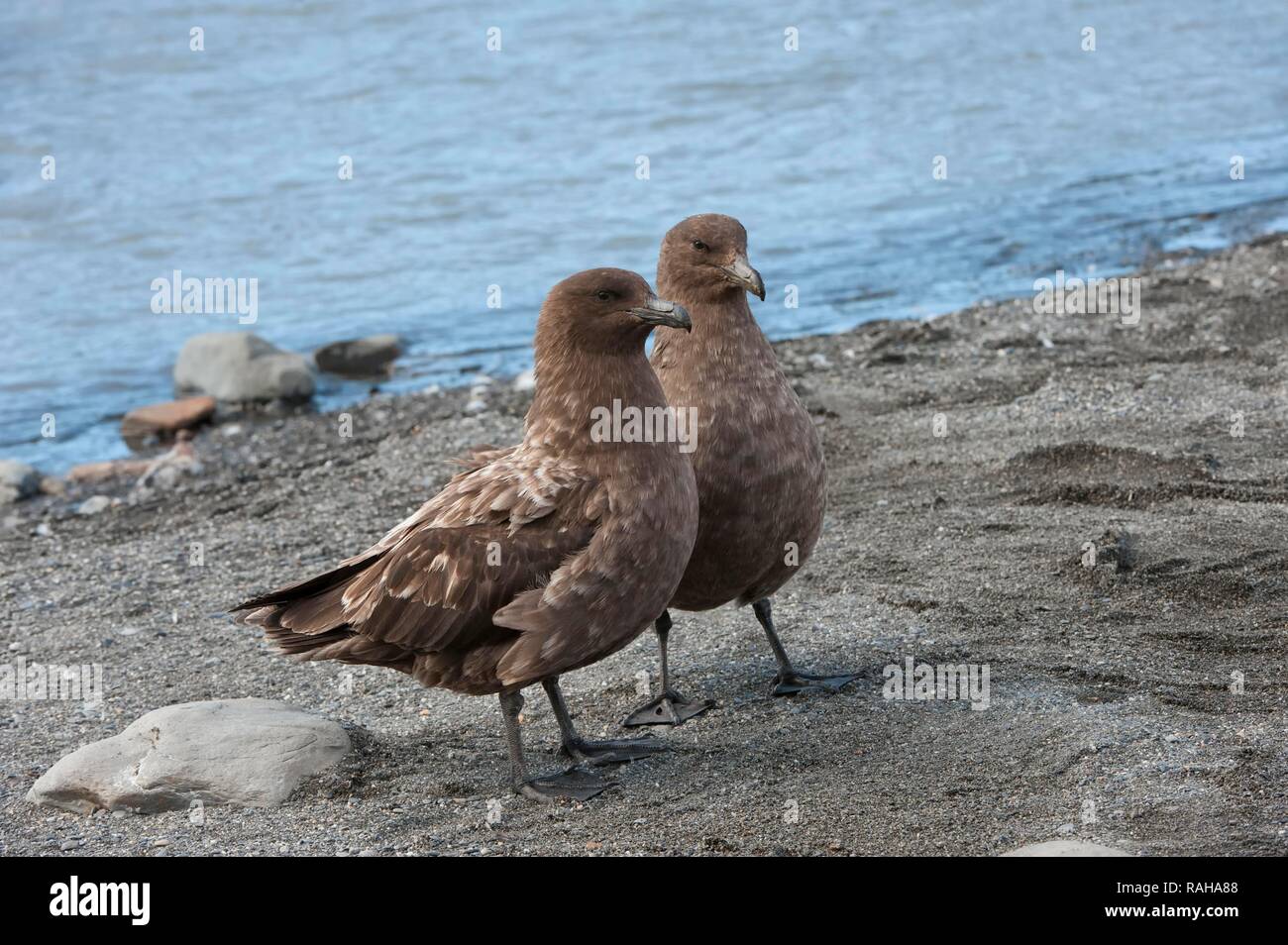 Brown labbes (Stercorarius antarcticus), St Andrews Bay, South Georgia Island Banque D'Images