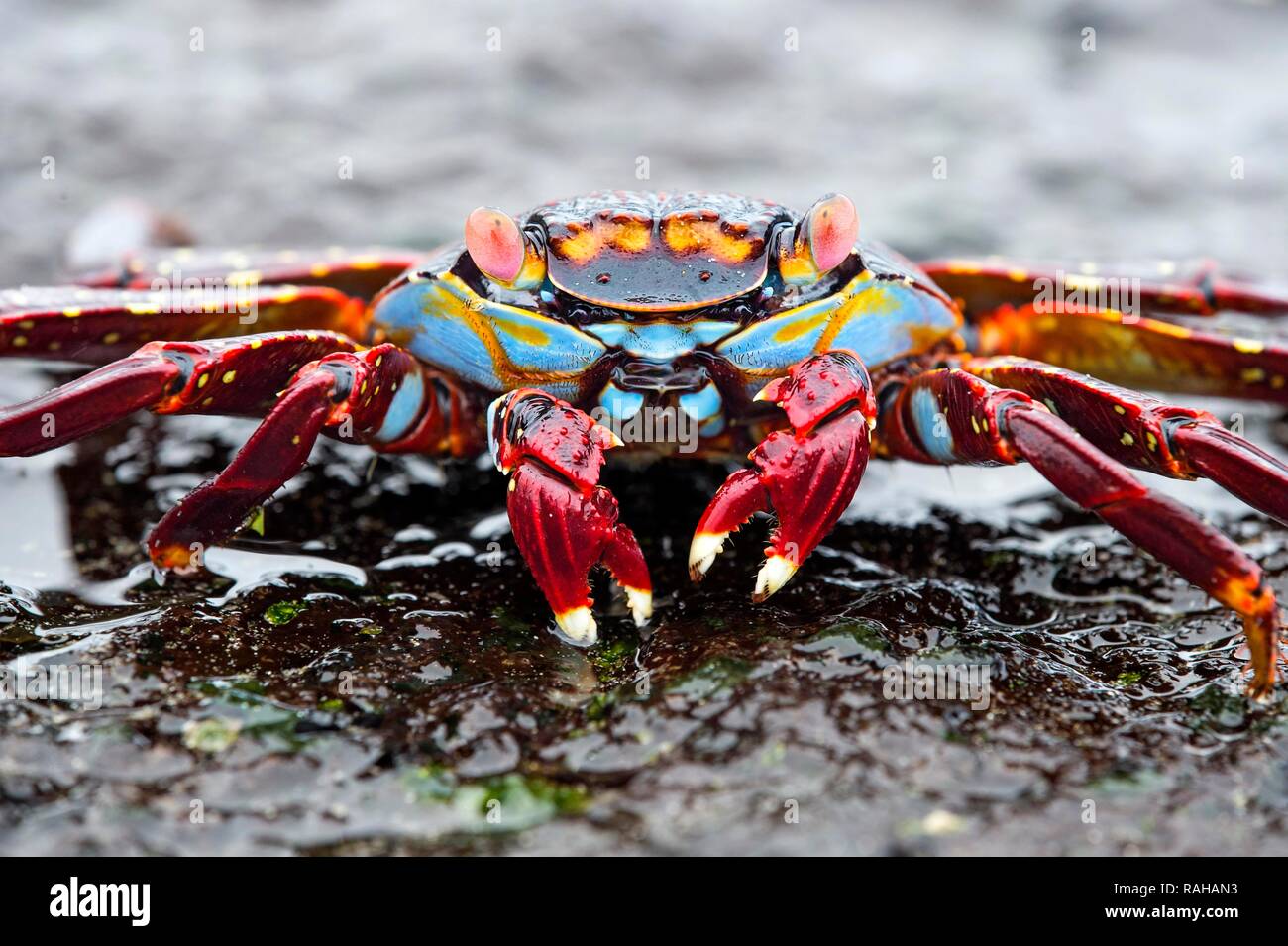 Le red rock crab (Grapsus grapsus) sur l'île Isabela, rock, îles Galapagos, Equateur Banque D'Images