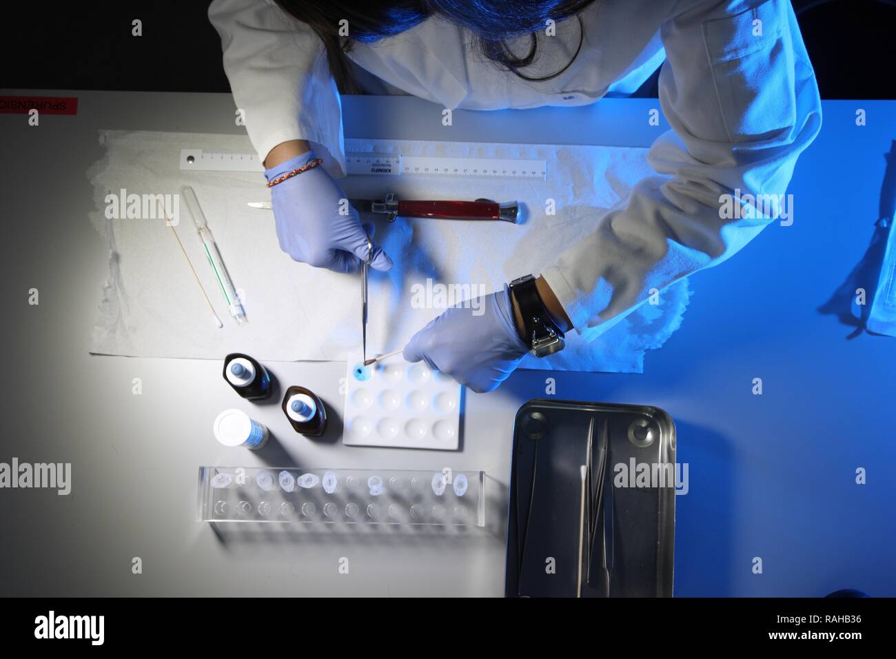 Kriminaltechnisches Institut, KTI, Institut médico-légal, l'analyse de l'ADN, trace les transporteurs sont examinés pour l'évidence d'ADN Banque D'Images