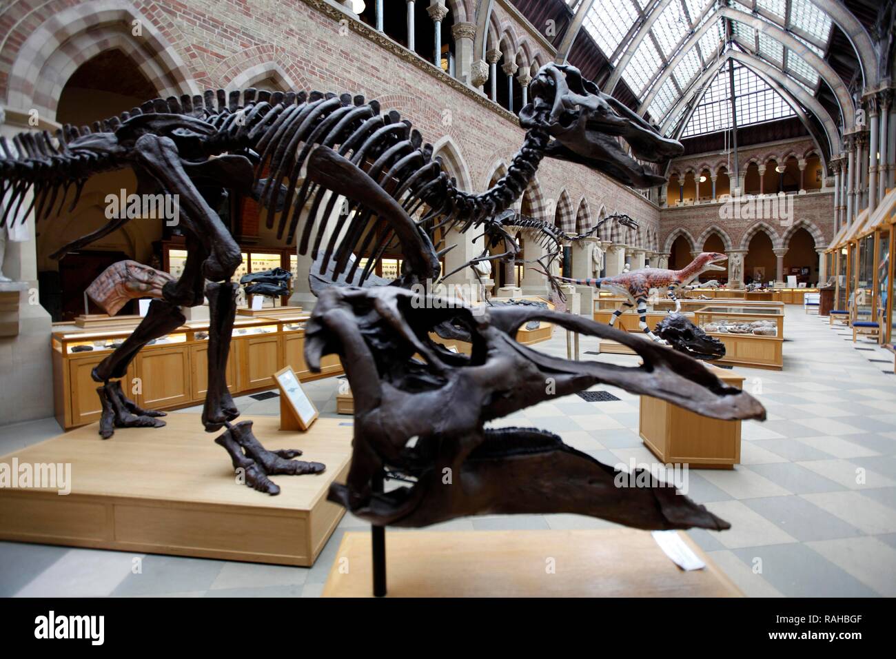 Oxford University Museum of Natural History, University of Oxford, Oxford, Oxfordshire, Angleterre, Royaume-Uni, Europe Banque D'Images