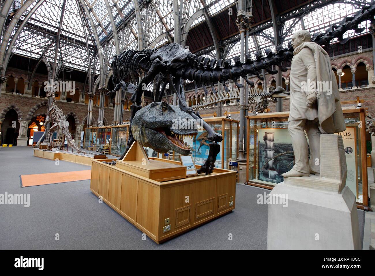 Oxford University Museum of Natural History, University of Oxford, Oxford, Oxfordshire, Angleterre, Royaume-Uni, Europe Banque D'Images