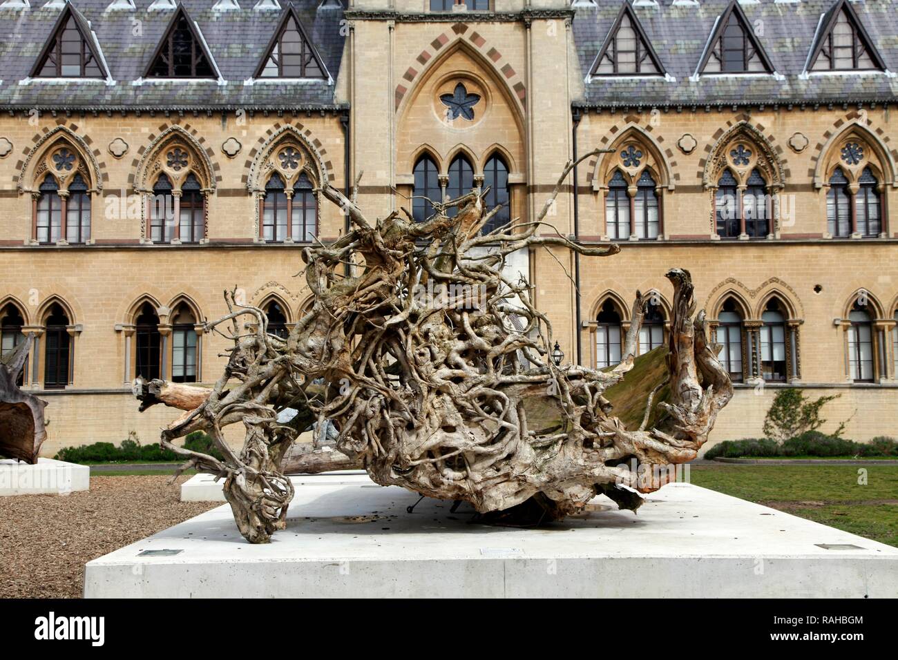 Oxford University Museum of Natural History, University of Oxford, Oxford, Oxfordshire, Angleterre, Royaume-Uni, Europe Banque D'Images