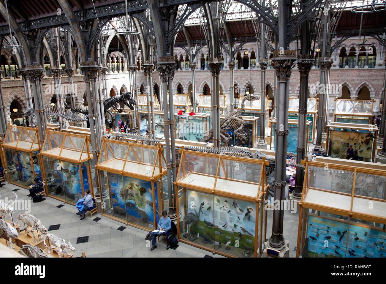 Oxford University Museum of Natural History, University of Oxford, Oxford, Oxfordshire, Angleterre, Royaume-Uni, Europe Banque D'Images