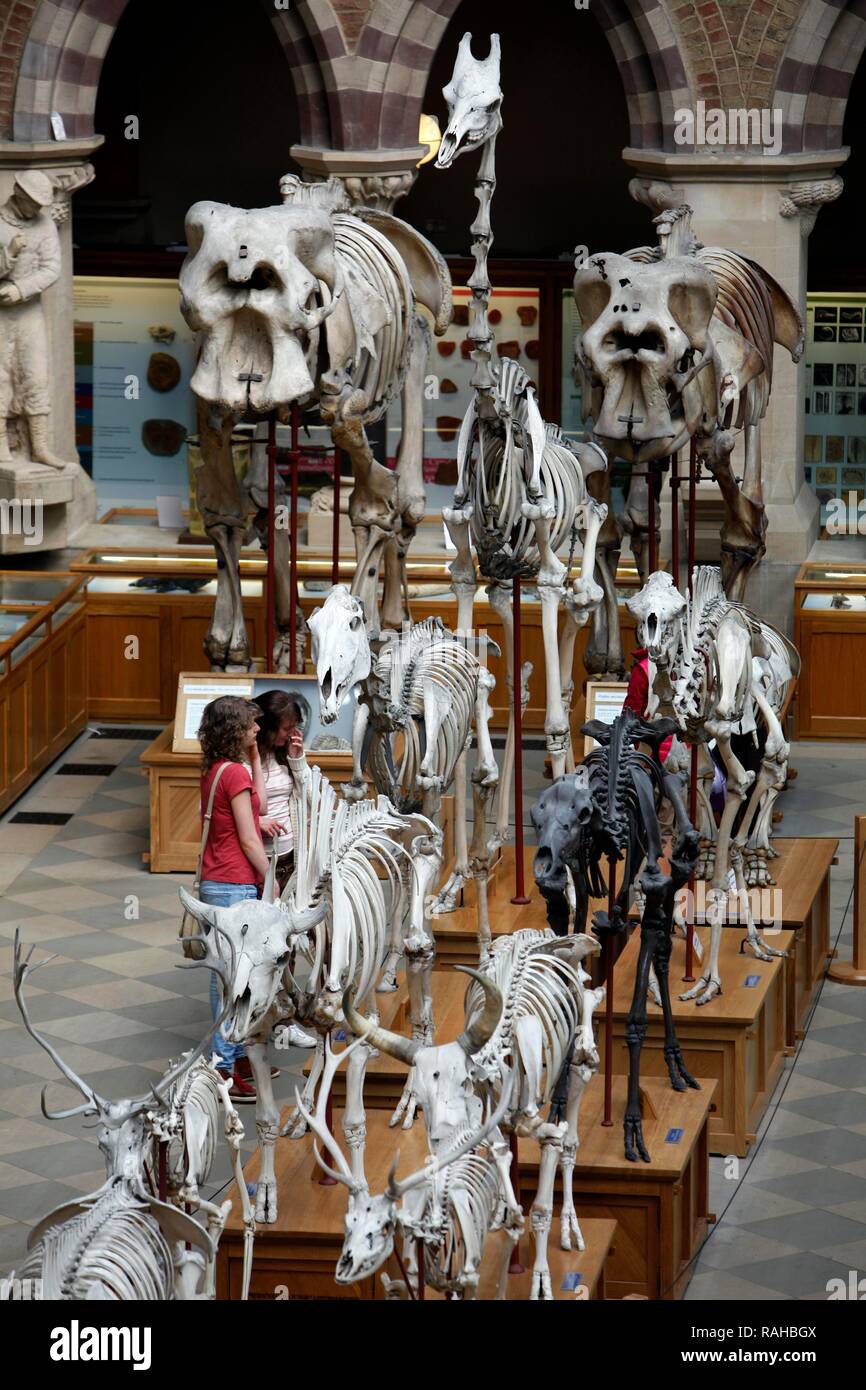 Oxford University Museum of Natural History, University of Oxford, Oxford, Oxfordshire, Angleterre, Royaume-Uni, Europe Banque D'Images