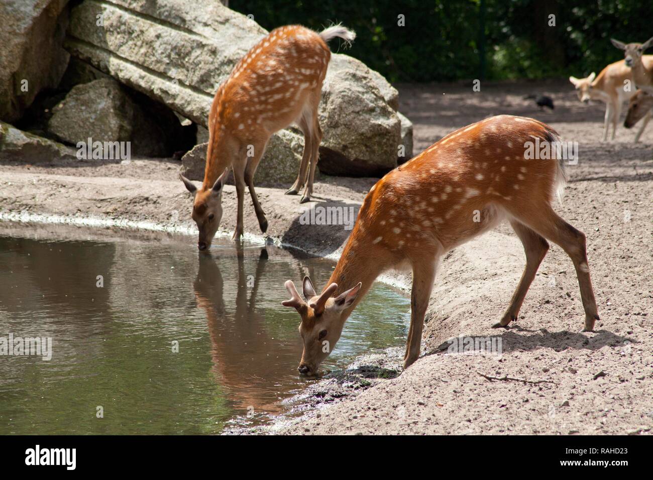 Chital ou Cheetal deer (Axis axis), l'eau potable, parc Serengeti, Hodenhagen, Basse-Saxe Banque D'Images