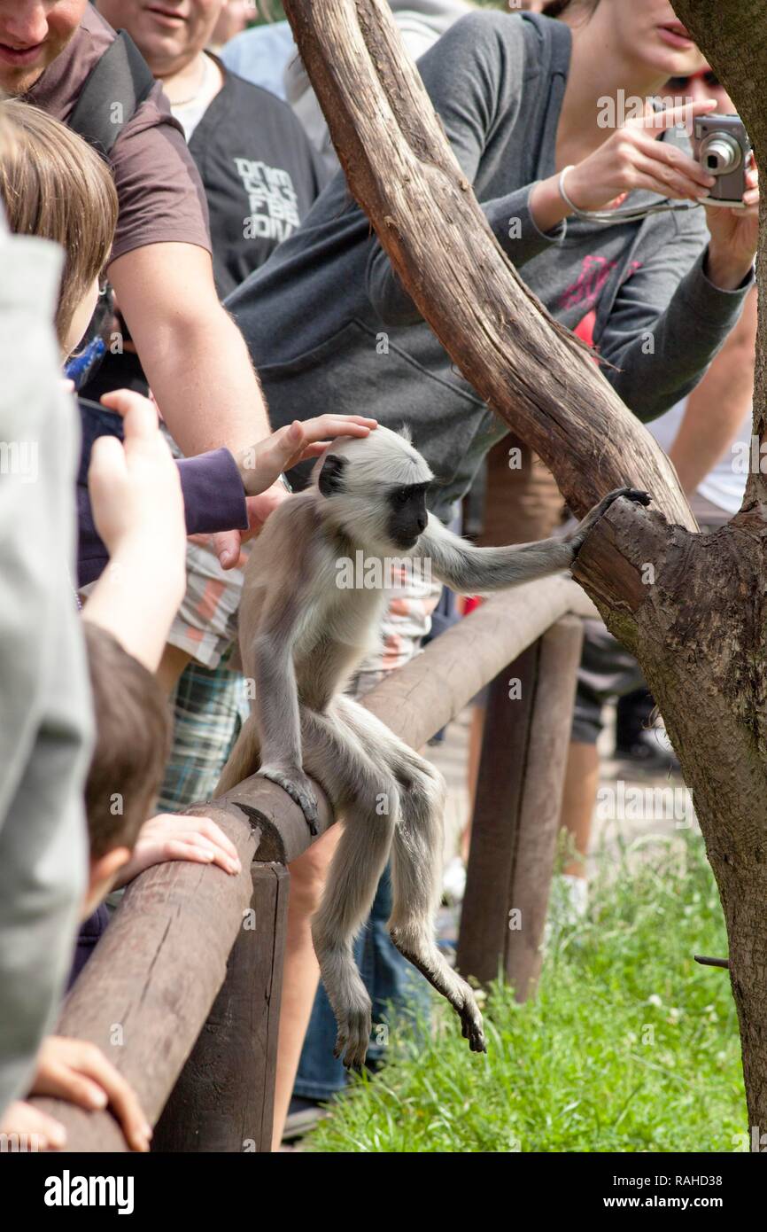 Des plaines du Nord jeune langur gris ou langur Hanuman (Semnopithecus animaux singe), avec les visiteurs du zoo, parc Serengeti, Hodenhagen Banque D'Images