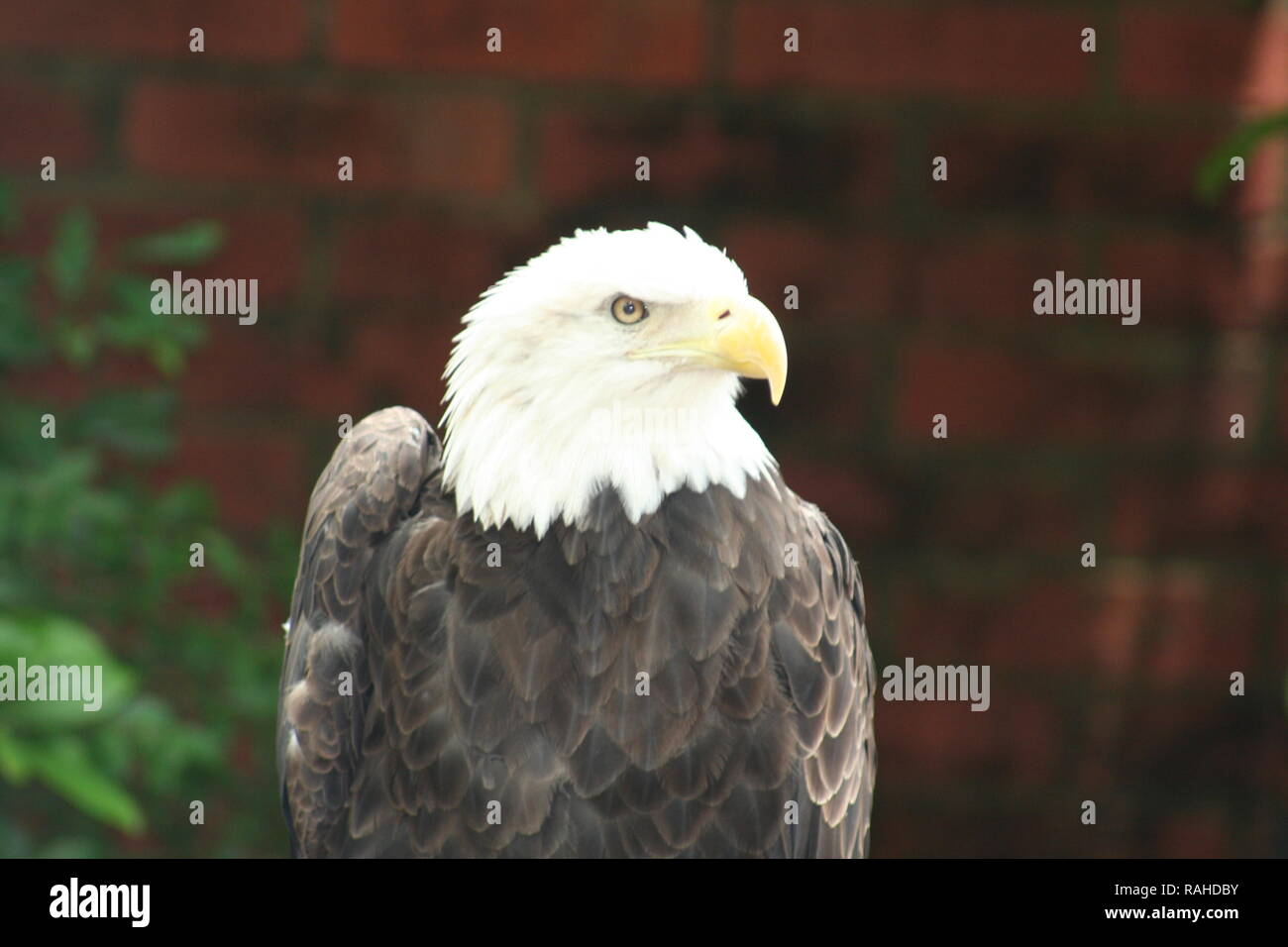 Aigle à tête blanche Banque D'Images