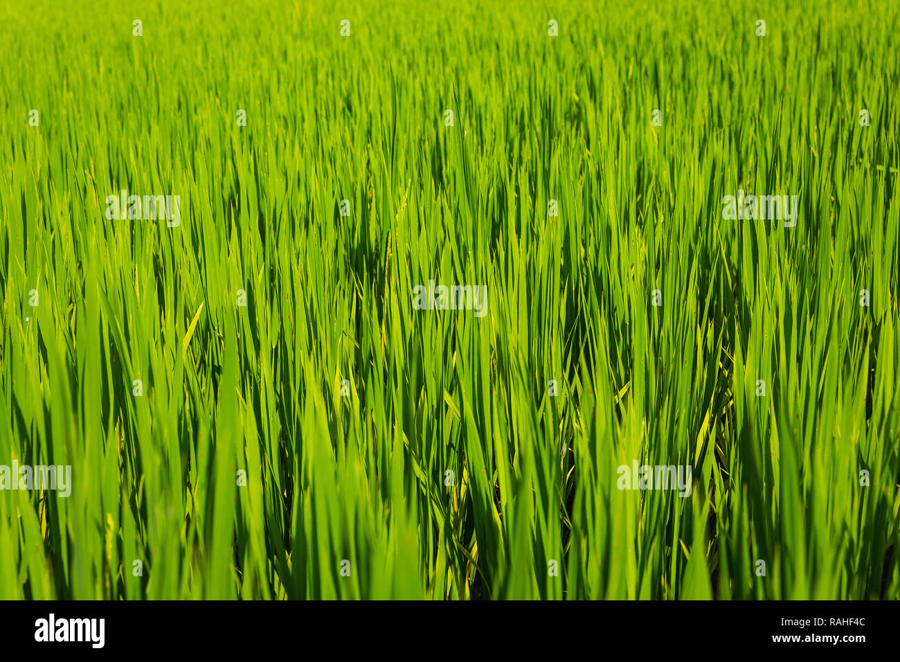 La photo en gros plan d'une boulette de riz, Ha Giang Province Ha Giang, Boucle, Dong Van, Vietnam, Asie Banque D'Images
