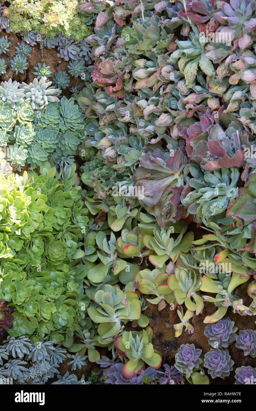Mur de succulentes Banque D'Images