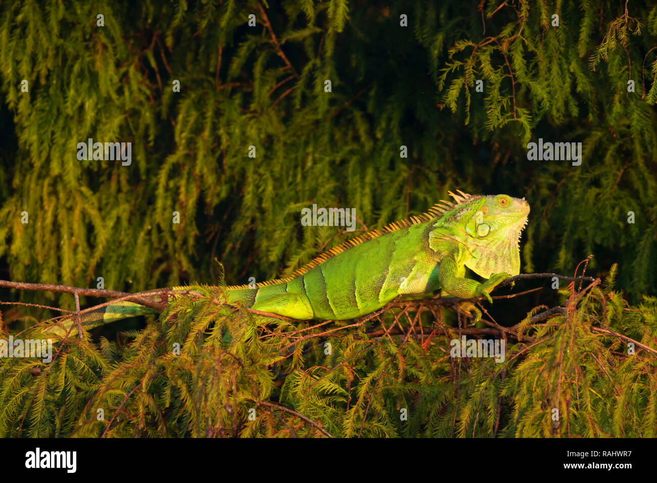 Iguane, Caye verte Nature Centre, Boynton Beach, Floride Banque D'Images