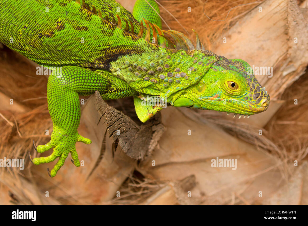 Iguane, Lake Worth, Floride Banque D'Images