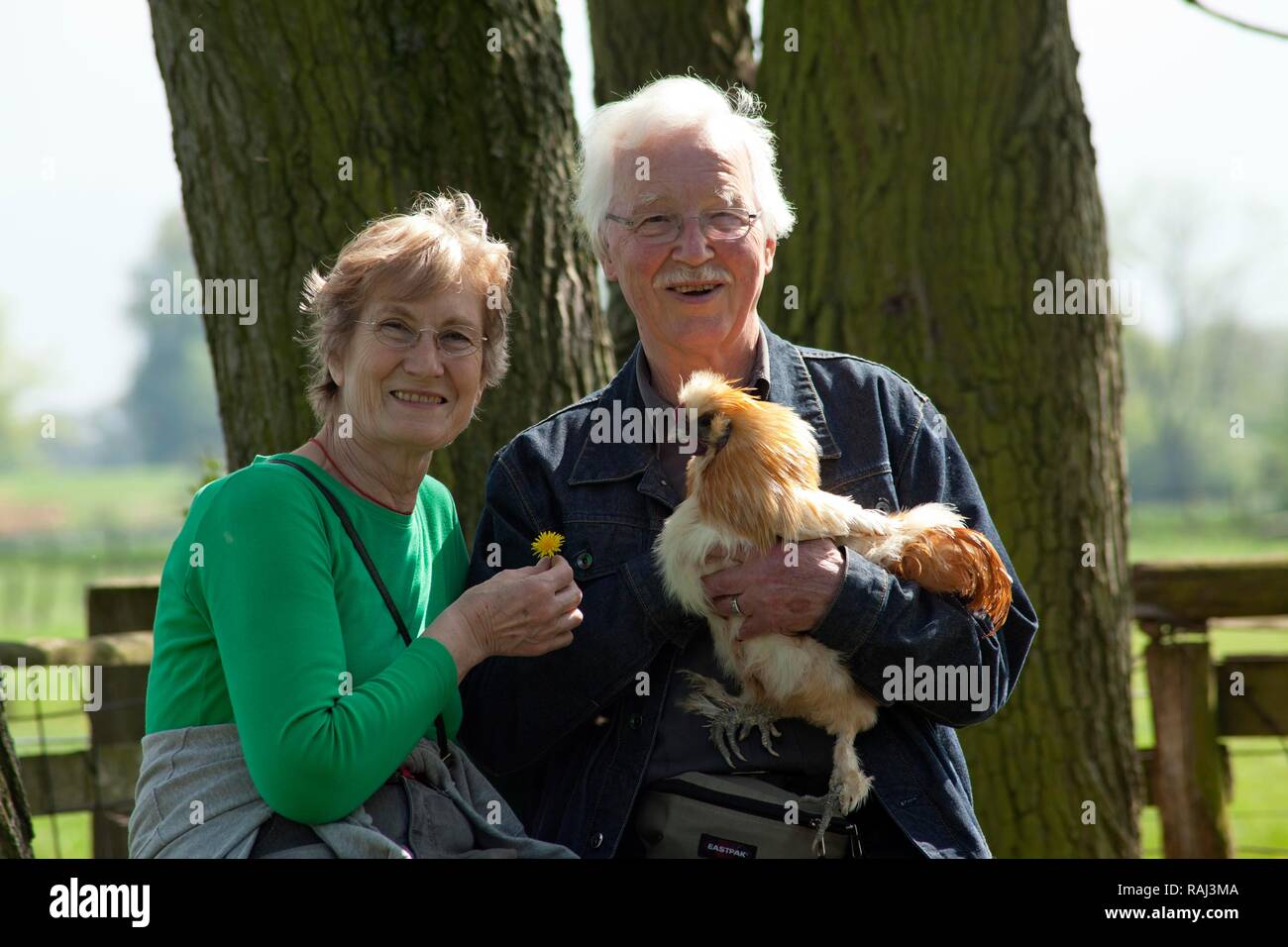 La tenue d'un couple de personnes âgées du poulet dans un zoo ou ferme pour enfants, Wilhelmsburg, Hambourg Banque D'Images