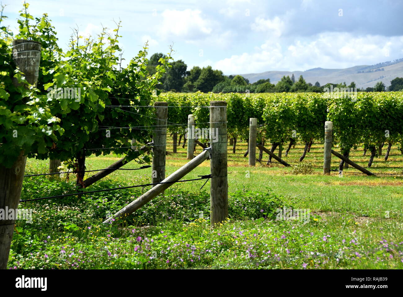 Rangées de vignes mécaniquement en tête et untopped en été dans un vignoble de Blenheim, Nouvelle-Zélande Banque D'Images