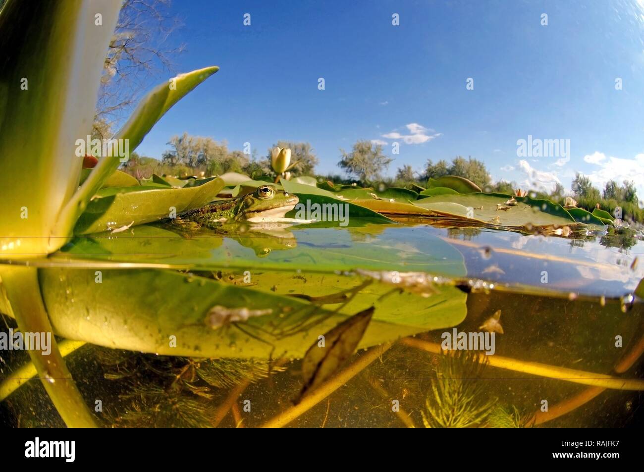 Grenouille comestible (Pelophylax kl. esculentus) et nénuphar blanc (Nymphaea alba), Vilkovo, Ukraine, Europe de l'Est Banque D'Images