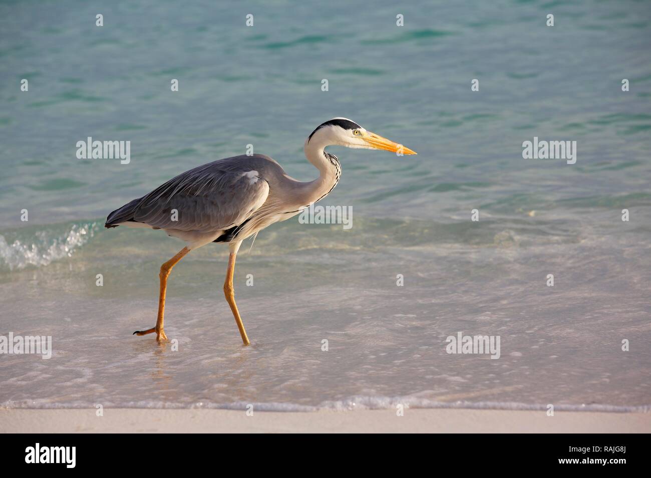 Héron cendré (Ardea cinerea) sur la plage d'une île des Maldives, Maldives Banque D'Images