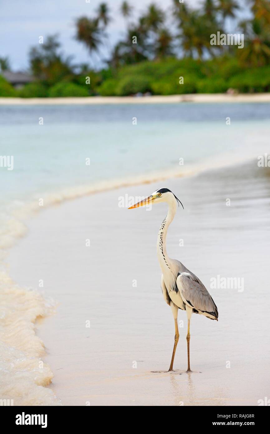 Héron cendré (Ardea cinerea) sur la plage d'une île des Maldives, Maldives Banque D'Images