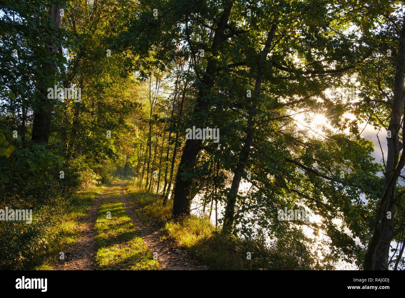 Sentier de randonnée pédestre sur l'Isar, l'humeur du matin, réserve naturelle près de Niederhummel Isarauen, district de Freising, Haute-Bavière, Bavière Banque D'Images