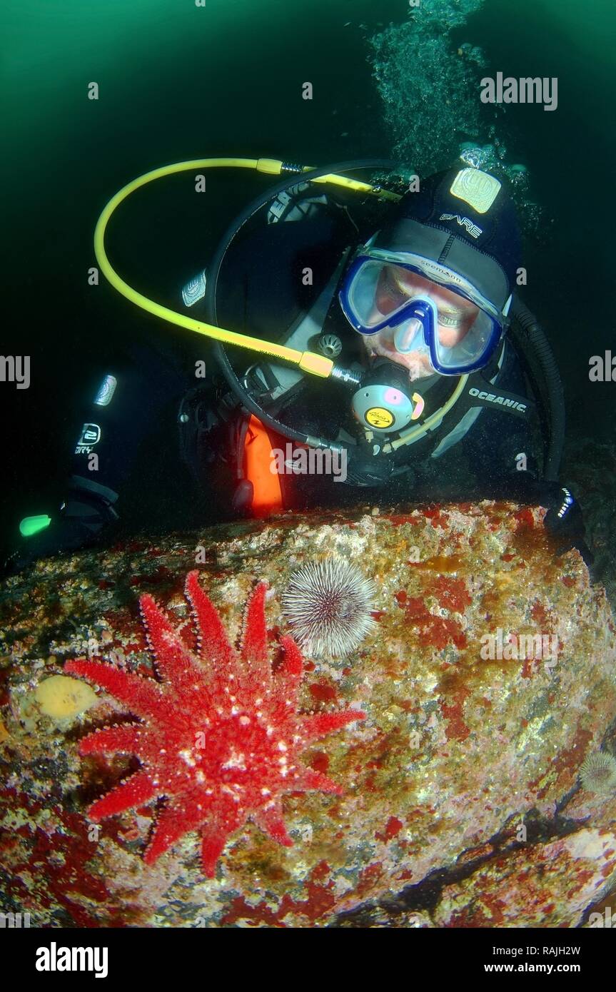 Plongeur et Crossaster papposus Sunstar (commune), de la mer de Barents, de la Russie, de l'Arctique Banque D'Images