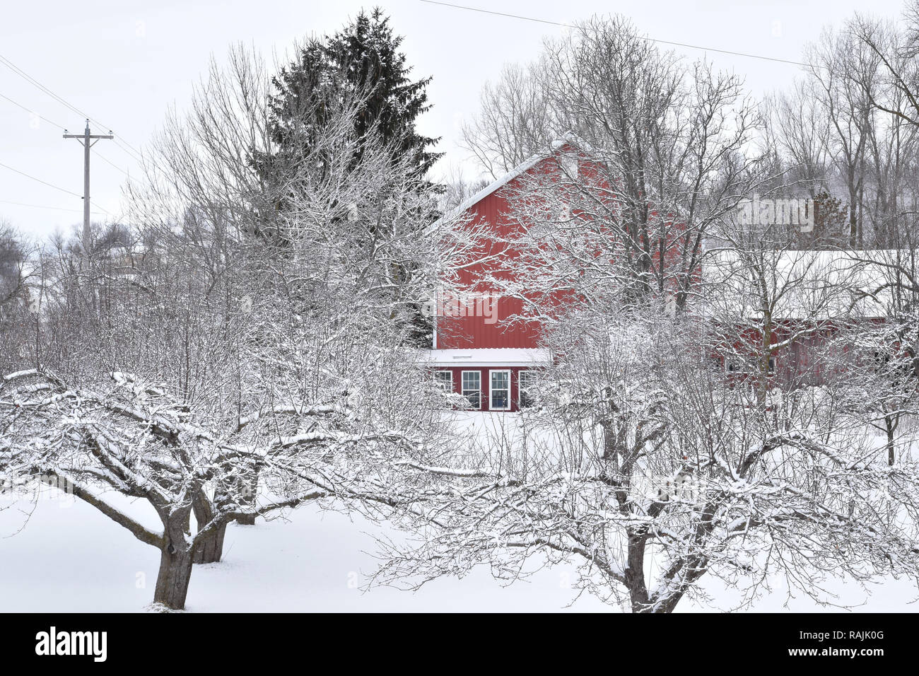 Verger de pommiers enneigés sur une ferme avec une grange rouge bâtiment en arrière-plan dans une zone rurale en hiver Banque D'Images