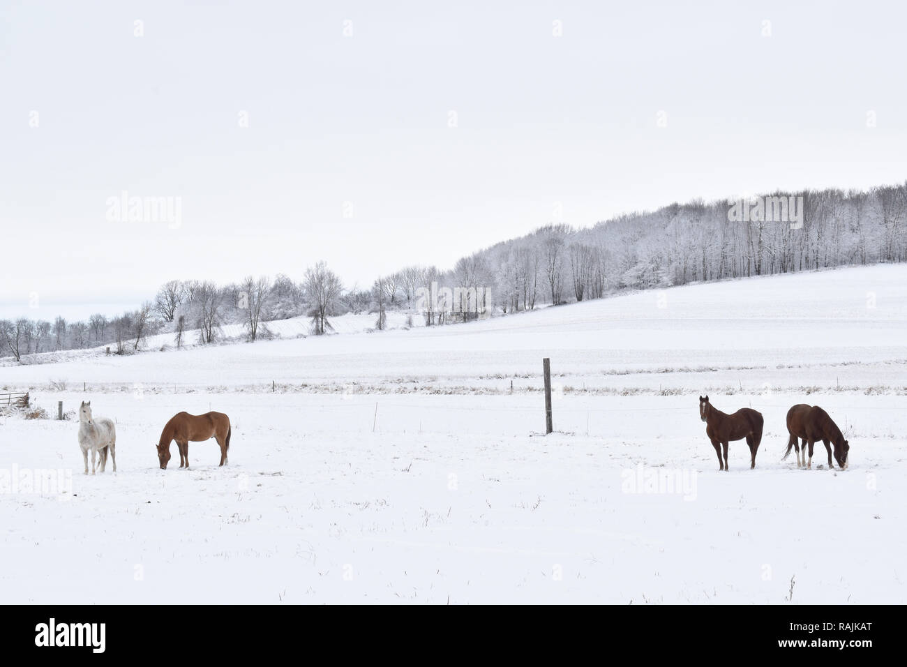 Quatre chevaux dans un champ de pâturage enneigé dans une ferme le long d'une colline dans le pays sur un jour nuageux en hiver Banque D'Images