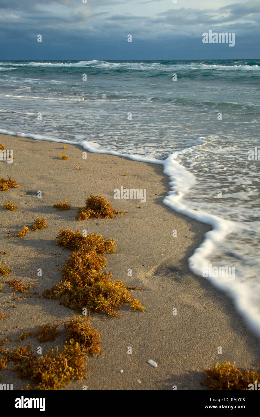Plage, Parc de South Beach, Boca Raton, Floride Banque D'Images