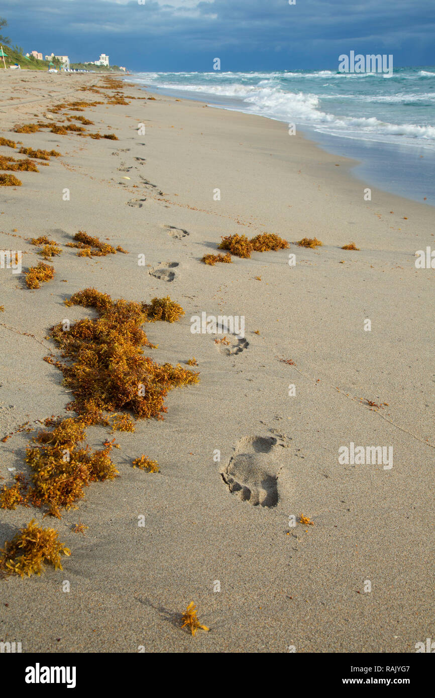 Plage, Parc de South Beach, Boca Raton, Floride Banque D'Images