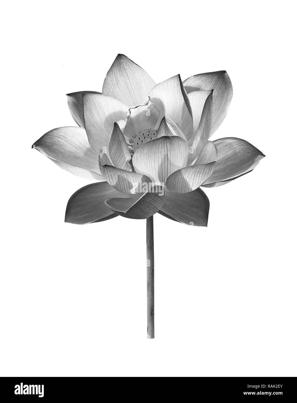 Fleur de lotus noir sur fond blanc Banque D'Images