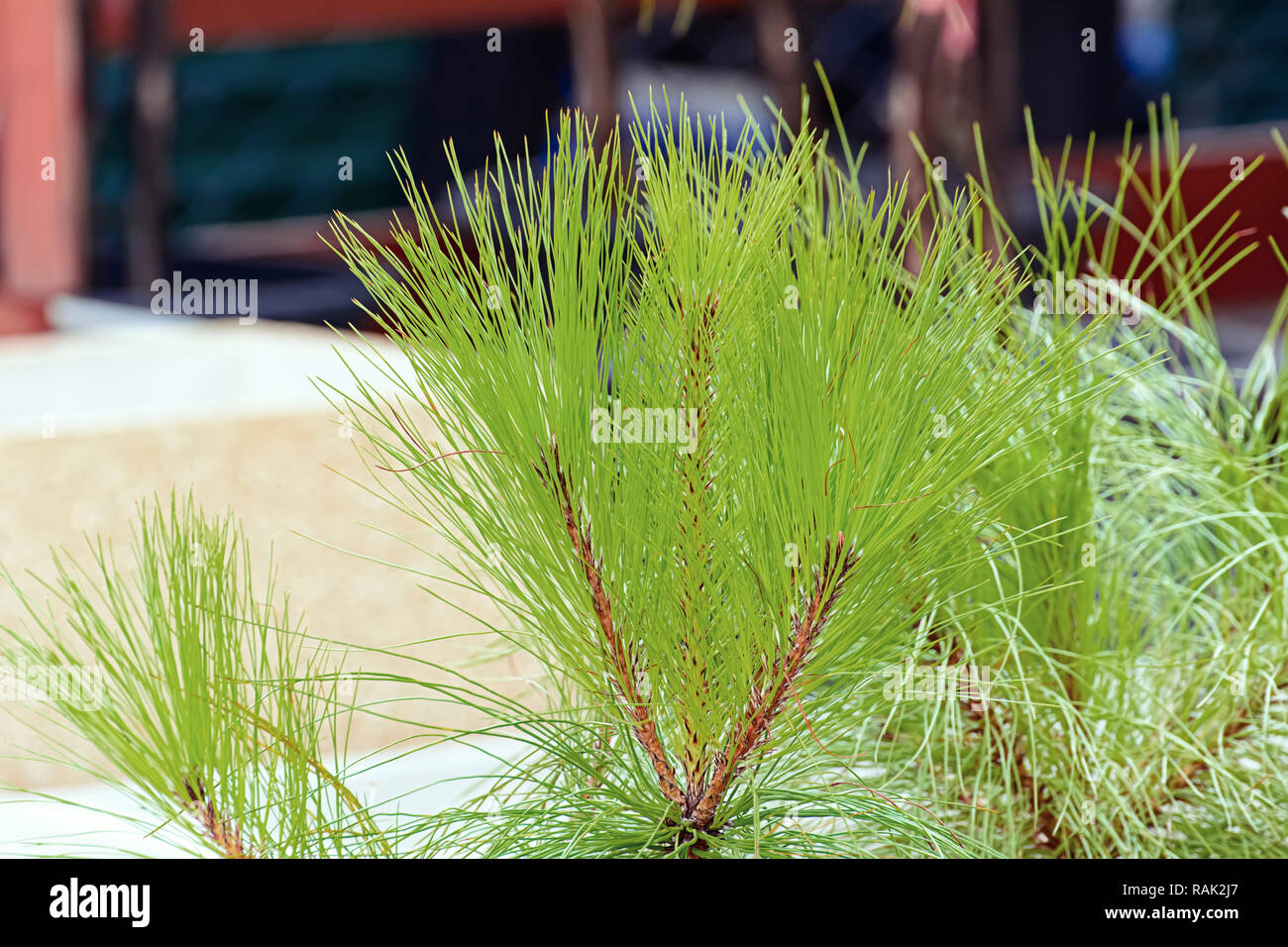 La feuille verte pinus dans le parc. Banque D'Images
