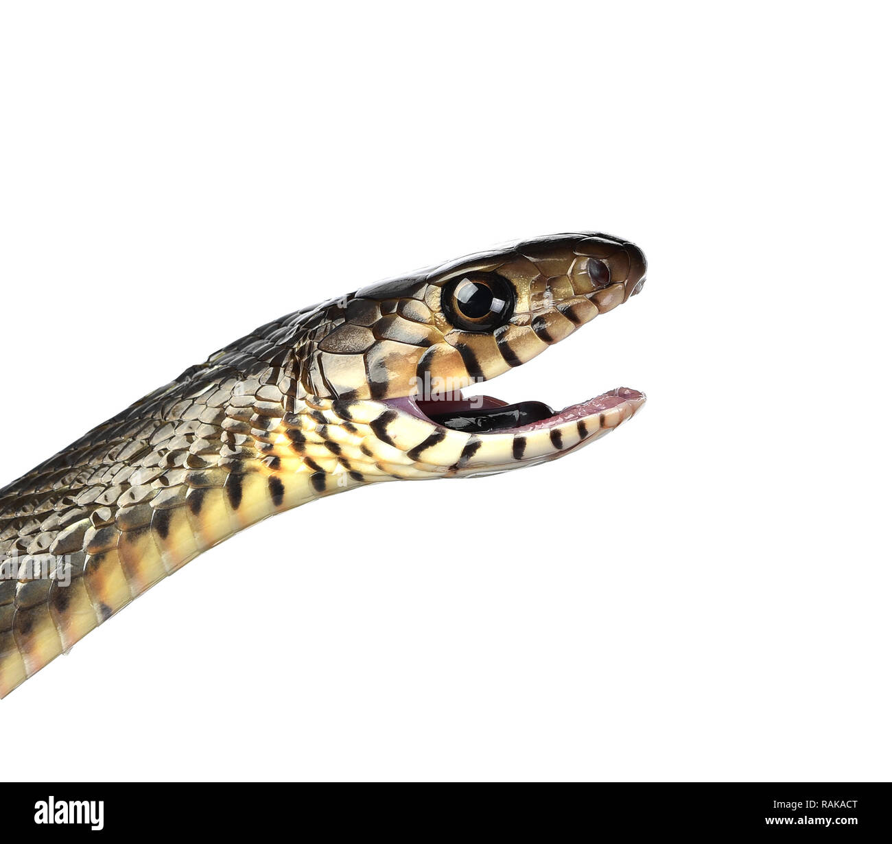 Serpent isolé sur fond blanc Banque D'Images