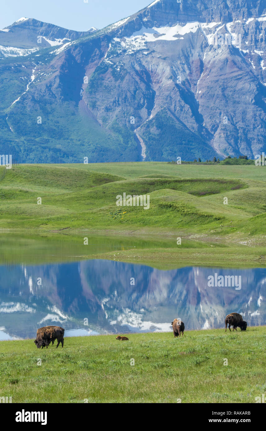 Dans leur enclos de bisons broutent à Waterton Lakes National Park, Alberta, Canada. Ils ont été déplacés de Waterton comme un feu de forêt s'est approché en 2017. Banque D'Images