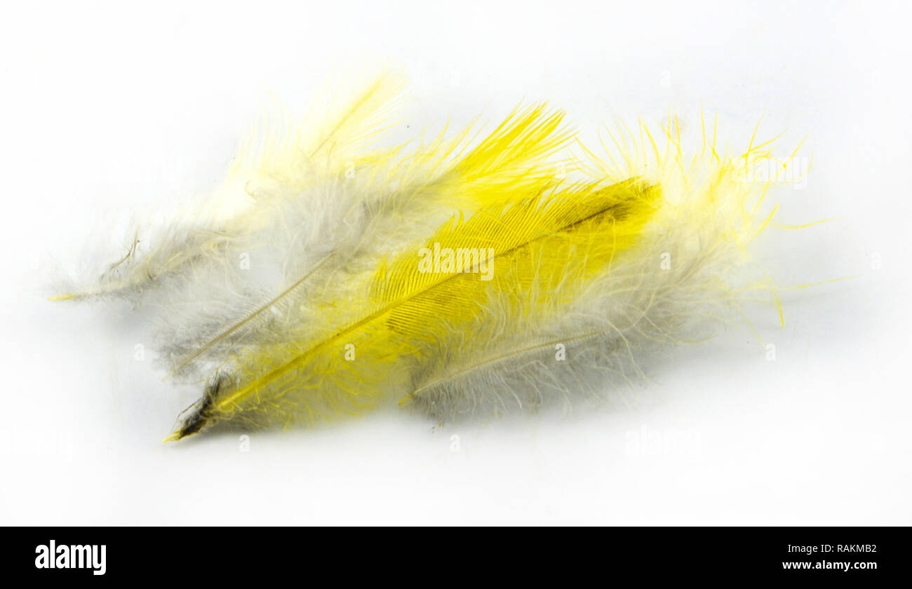 Plume jaune isolé / belle plume réel de la nature oiseau jaune isolé sur fond blanc Banque D'Images