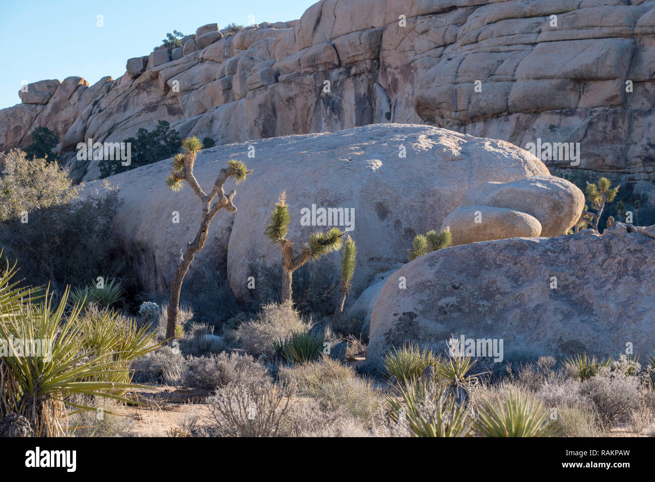 Joshua Trees (Yucca brevifolia) ou arbres Yucca s'élever au-dessus du désert de plus en plus faible dans le feuillage devant de grands rochers de granit à Joshua Tree Nat Park Banque D'Images
