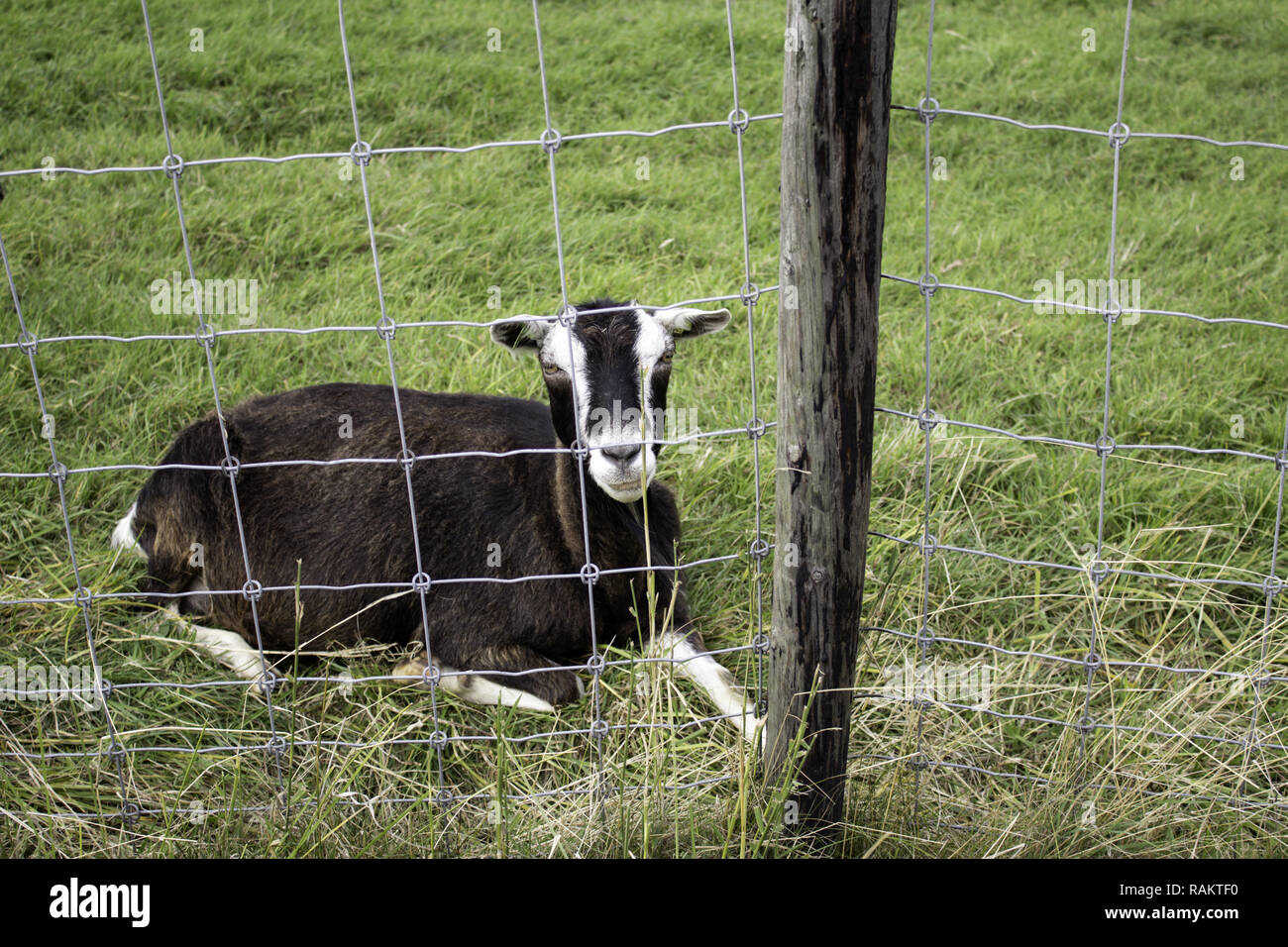 Clos de chèvre clôture dans la ferme des animaux, nature Banque D'Images